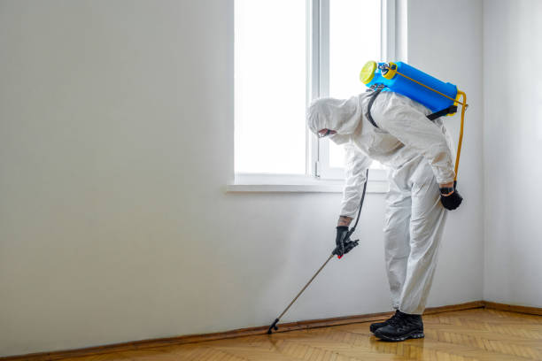 Best Termite Control Services  in Eagle Pass, TX