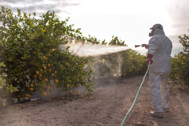 Best Pest Control Near Me  in Eagle Pass, TX