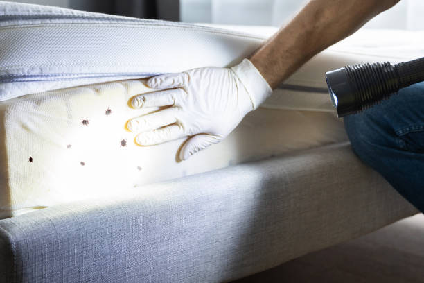 Trusted Eagle Pass, TX Pest Control Experts